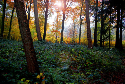 autumn tree fall leaves forest automne leaf foret arbre clearing feuille jezuseik clairière zonieënwoud forêtsesoignesnotredameauxbois