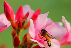 flower and honey bee