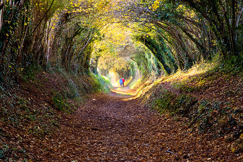 light people leaves westsussex tunnel autumncolours chichester milllane halnaker stanestreet oldromanroad canon5dmkii timstocker
