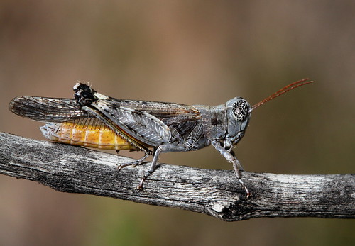 arizona insect orthoptera saguaronationalpark eol acrididae gomphocerinae canonef100mmf28macrousm ligurotettixcoquilletti desertclickergrasshopper ligurotettix taxonomy:binomial=ligurotettixcoquilletti