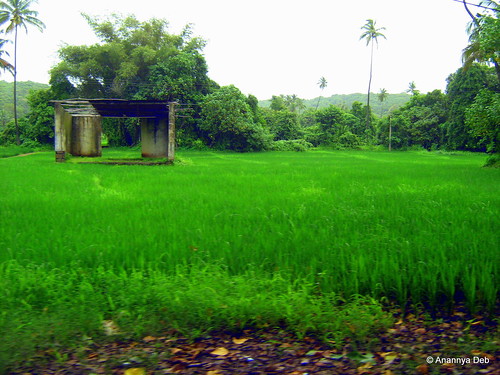 rural greenery agriculture