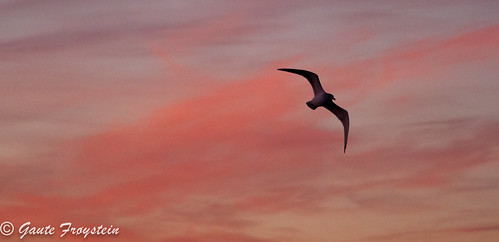 blue sunset red sky bird animal seagull flight rød fugl dyr solnedgang shilouette blå måke flyr måse