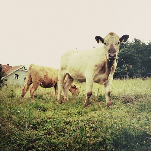 norway square cow cows squareformat iphoneography instagramapp uploaded:by=instagram foursquare:venue=4f23357de4b0d10daf31f144