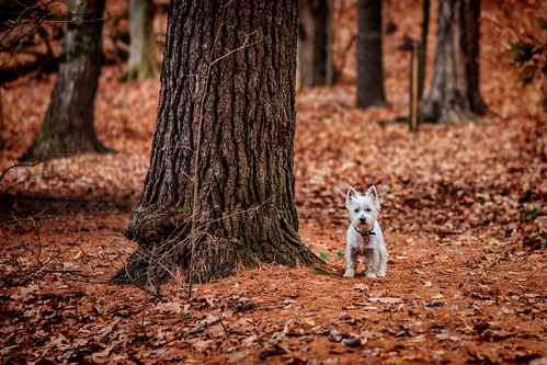 statepark dog ny newyork photoshop canon eos woods bokeh upstate adobe cs6 moreaulake 60d canonef100mmf2usm sdny topazadjust samanthadecker
