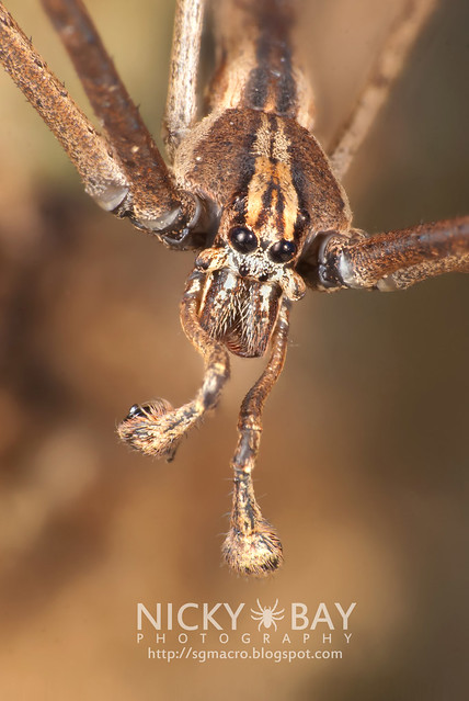 Net-Casting Spider (Deinopidae) - DSC_6117
