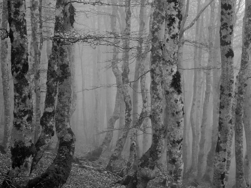 Ambiance mystérieuse dans la forêt
