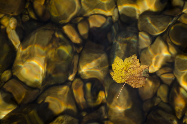 Floating autumn leaf