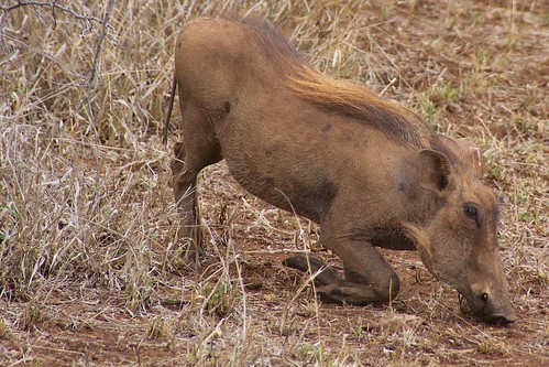 africa southafrica safari warthog singita lebombolodge