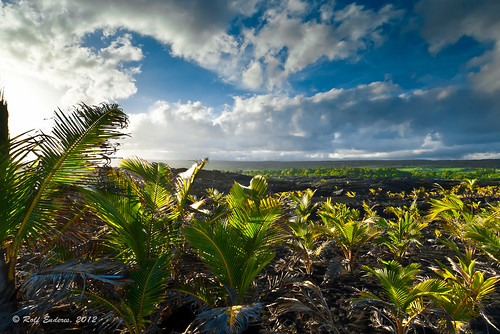 blue sky usa palms hawaii lava pahoa bigisland coulds vereinigtestaaten renp
