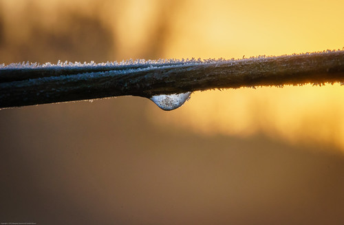 mist reed field fog sunrise frozen skåne frost droplet sallerup
