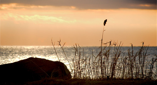ocean sea haven west beach grass silhouette rock sunrise waterfront ct westhaven longislandsound beachst savinrock morsebeach manfrotto055xprobpro nikond3100 chicksdrivein