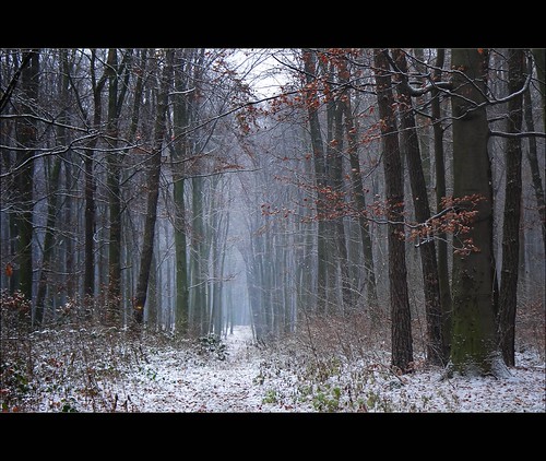 trees winter plants white mist snow nature fog forest woods path air poland polska asleep colourless beechtrees paprotnia