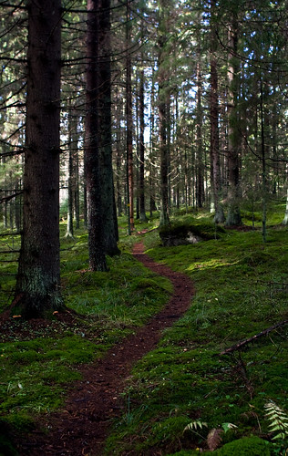 autumn tree green fall nature forest canon suomi finland moss woods october shadows hiking path 28mm sigma trail mtb spruce häme singletrail tammela montainbiking tapola kantahäme hämeenjärviylänkö hämelakeuplands tapolanjärvi
