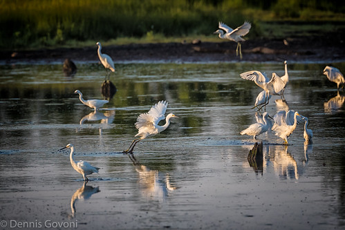 action bird bombayhook flight summer sunrise water wildlife smyrna delaware unitedstates us