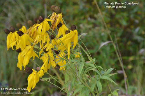 Pinnate Prairie Coneflower, Yellow Coneflower, Grayhead Coneflower - Ratibida pinnata