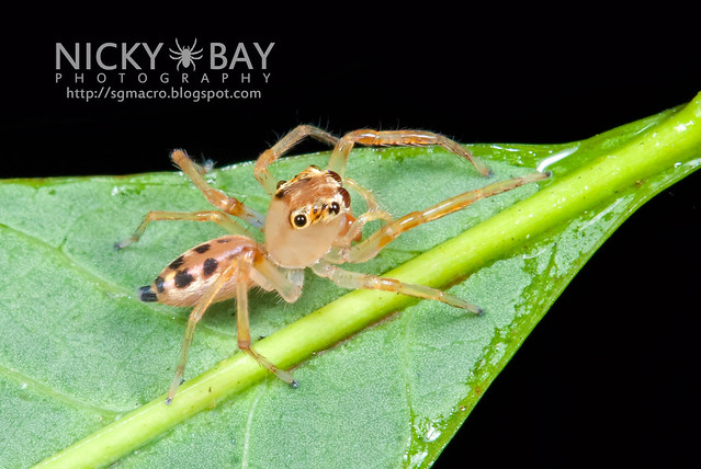 Jumping Spider (Bavia aeroiceps) - DSC_1388