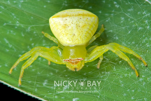 Crab Spider (Thomisidae) - DSC_7966