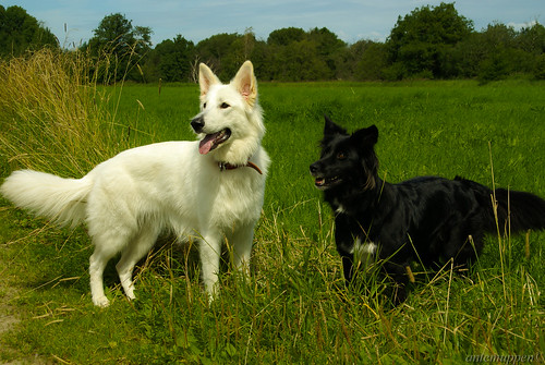 summer green dogs grass sweden playtime horred