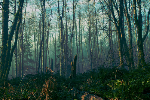forest woods trees stump nature scenic scenery horizontal issaquah issaquahhighlands canon pacificnorthwest pnw fog canoneos7d canonef2470mmf28lusm washington johnwestrock