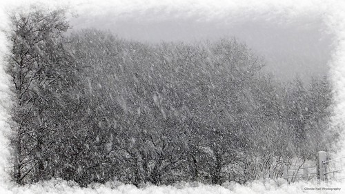trees winter snow weather fuji snowy january gimp londonderry finepix northernireland blizzard ulster snowscene wintry wildweather exr 2013 coderry glenshanepass glenshane f770 fleursetpaysages glendahall glendahallphotography