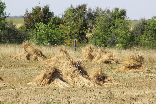 haystack canada sk saskatchewan agriculture prairies