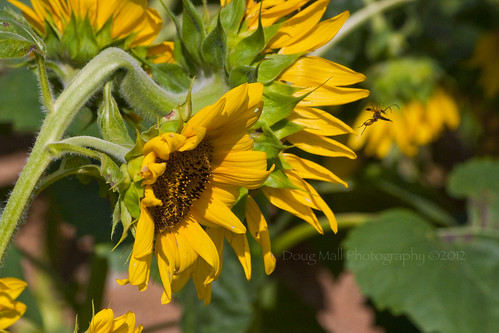 flowers bug nc sunflowers nikond5000 dougmall