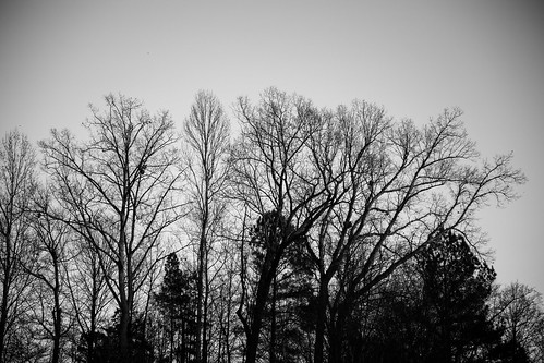 trees bw white black canon landscape 5d tamron2875mm
