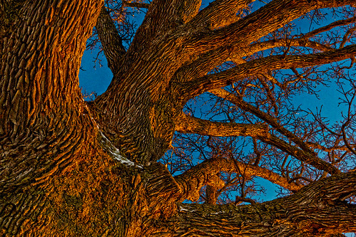 trees sunset snow tree nature champion missouri williamson buroak mcbaine burroak quercusmacrocarpa burroaktree buroaktree