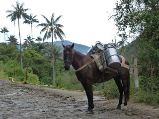 Fotografía del Valle de Cocora (Colombia)