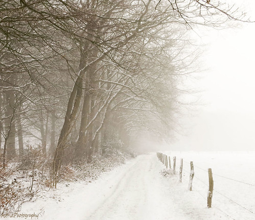 trees winter mist snow cold nature fog fence landscape frost estate path meadow lane veluwe hulshorst icycold foggyweather astridphotography landgoedhulshorst vanmeurswegje