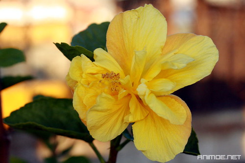 yellow carnation gardening