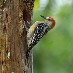 IMG_6149 Red-crowned Woodpecker