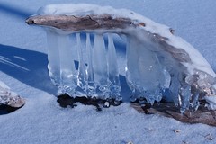 Ice and Wood Sculpture
