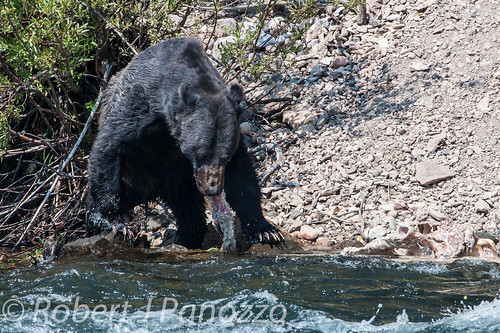 bear yellowstonenationalpark yellowstone grizzly grizz grizzlybear