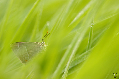 lepidoptere lepidoptera papillon neozephyrus quercus thécla du chêne glomel côtedarmor macro macrodreams