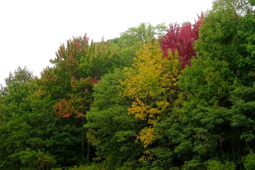 nanticoke newyork greenwoodcountypark trees autumncolors earlyautumn red yellow orange latesummer