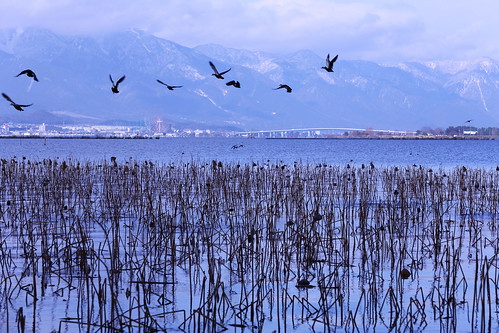 winter bird water japan landscape 草津 琵琶湖 lakebiwa 滋賀県 烏丸半島