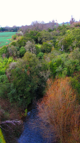 chile río forest river sur vegetación araucanía perquenco