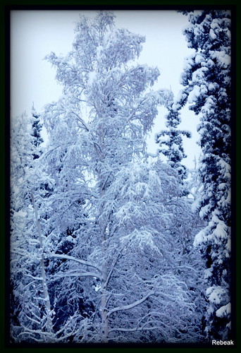 trees snow nature alaska landscape nikon blues rebeak