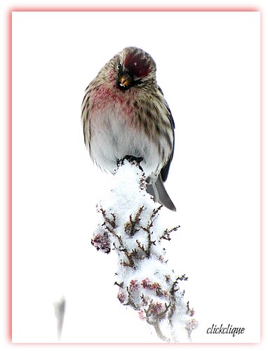winter snow tree bird sumac commonredpoll naturescarousel joywithphotos