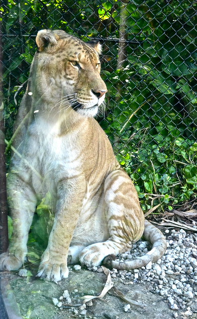 jungle island miami liger