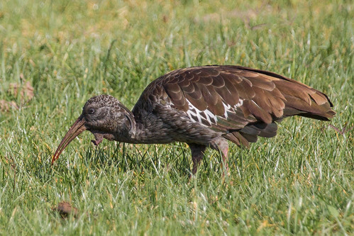 lake ibis ethiopia endemic oromia lakelangano bishangari bostrychiacarunculata ethiopianendemic endemicethiopia
