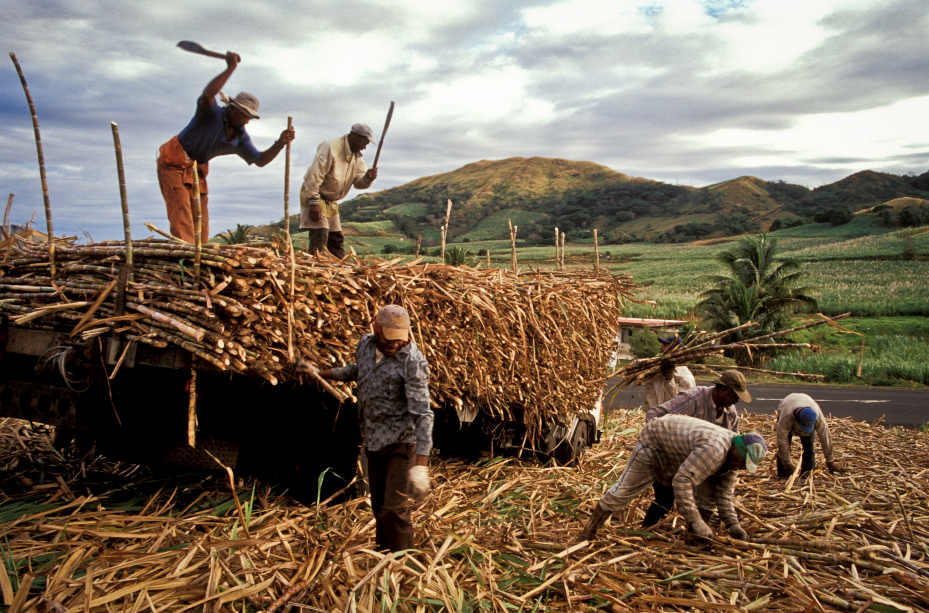 In northern india they harvest their. Сельское хозяйство Фиджи. Сельское хозяйство Тасмании. Промышленность и сельское хозяйство. Океания сельское хозяйство.