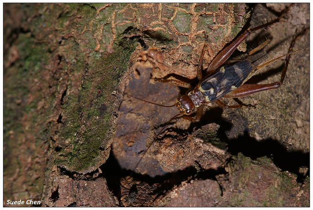 黃斑鐘蟋蟀 Cardiodactylus novaeguineae (Haan, 1842)