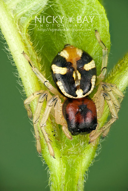 Crab Spider (Camaricus maugi) - DSC_2916