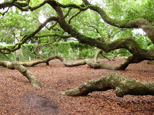 tree angel oak southcarolina johnsisland