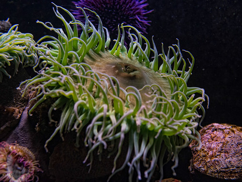 nature animal museum ottawa marin musée panasonic anemone aquatic fond anémone glauque aquatique dmcgh2 voigtländernokton25mmf095
