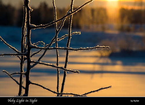 winter sun sunlight forest sunrise frost shadows bokeh twigs meyeroptikgörlitzorestegor2004