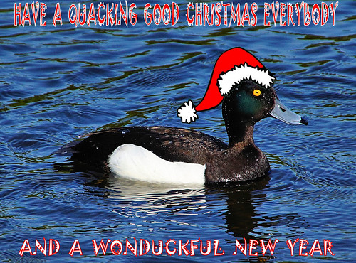 christmas hat duck funny message sony newyear card greetings sthelens tuftedduck quacker a65 carrmilldam mygearandme mygearandmepremium mygearandmebronze mygearandmesilver sonya65 slta65 rememberthatmomentlevel1 rememberthatmomentlevel2