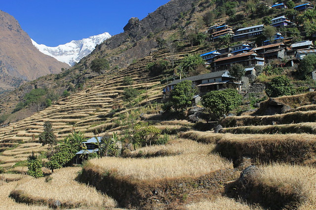 Boran, in the Ganesh Himal region